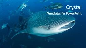  Presentation with whale - Theme enhanced with whale shark and trevally jack background and a ocean colored foreground