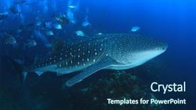  Presentation with whale - Amazing PPT layouts having whale shark and trevally jack backdrop and a navy blue colored foreground