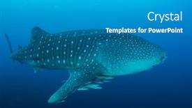  Presentation with ocean shark - PPT layouts enhanced with whale-shark-in-blue-ocean background and a gray colored foreground