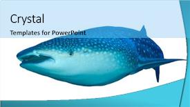  Presentation with whale - Amazing theme having whale shark isolated on white backdrop and a light blue colored foreground