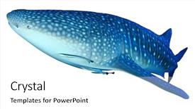  Presentation with whale - Beautiful slide deck featuring whale shark isolated on white backdrop and a white colored foreground