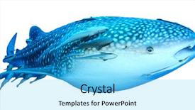  Presentation with whale - Amazing PPT layouts having whale shark isolated on white backdrop and a arctic colored foreground