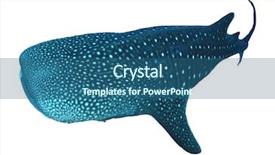 Presentation with whale - Audience pleasing slide deck consisting of whale shark isolated on white backdrop and a ocean colored foreground
