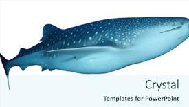  Presentation with whale - Cool new PPT layouts with whale shark isolated on white backdrop and a arctic colored foreground