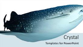  Presentation with whale - PPT layouts featuring whale shark isolated on white background and a light blue colored foreground