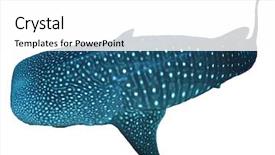  Presentation with whale - Presentation design having whale shark isolated on white background and a white colored foreground