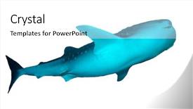 Presentation with whale - Audience pleasing slide set consisting of whale shark isolated on white backdrop and a white colored foreground