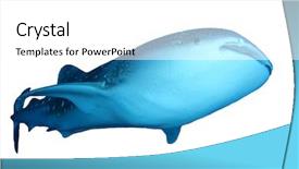  Presentation with whale - Colorful slides enhanced with whale shark isolated on white backdrop and a white colored foreground