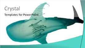  Presentation with whale - Amazing PPT layouts having whale-shark-isolated-on-white backdrop and a white colored foreground