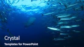  Presentation with whale - Colorful presentation design enhanced with whale shark swims through school backdrop and a navy blue colored foreground