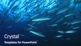  Presentation with whale - PPT theme having whale shark swims through school background and a navy blue colored foreground