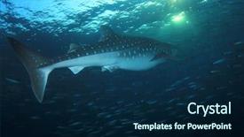  Presentation with whale - Audience pleasing slide set consisting of whale shark swims through school backdrop and a navy blue colored foreground