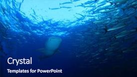  Presentation with whale - Cool new PPT theme with whale shark swims through school backdrop and a navy blue colored foreground