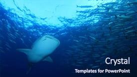  Presentation with whale - Presentation theme consisting of whale shark swims through school background and a navy blue colored foreground