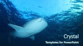  Presentation with whale - Beautiful slide set featuring whale shark swims through school backdrop and a ocean colored foreground