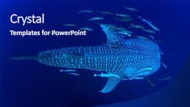  Presentation with whale - Theme with whale shark the world's background and a navy blue colored foreground