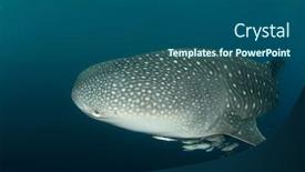  Presentation with whale - Cool new presentation theme with whale-shark-underwater-and-remora backdrop and a ocean colored foreground