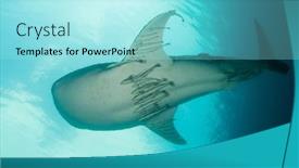  Presentation with whale - Presentation consisting of whale-shark-underwater-with-remora background and a arctic colored foreground