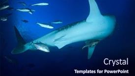  Presentation with whale - Presentation theme consisting of whale shark underwater background and a navy blue colored foreground