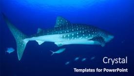  Presentation with whale - Presentation design with whale shark underwater background and a navy blue colored foreground