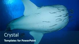  Presentation with whale - Presentation theme with whale shark underwater background and a ocean colored foreground