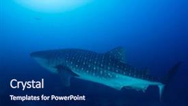  Presentation with whale - Slides enhanced with whale shark underwater background and a navy blue colored foreground