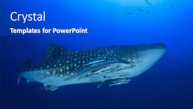  Presentation with whale - Presentation theme featuring whale shark underwater background and a gray colored foreground