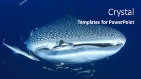  Presentation with whale - Cool new slide set with whale shark underwater backdrop and a navy blue colored foreground