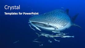  Presentation with shark - Presentation design enhanced with whale shark underwater background and a dark gray colored foreground