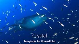  Presentation with whale - Beautiful slide deck featuring whale shark underwater backdrop and a navy blue colored foreground