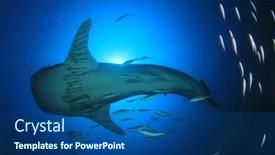  Presentation with whale - Slide set featuring whale shark underwater background and a ocean colored foreground
