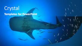  Presentation with whale - Presentation design consisting of whale shark underwater background and a gray colored foreground