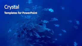  Presentation with whale - PPT theme enhanced with whale shark whaleshark background and a dark gray colored foreground