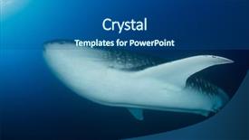  Presentation with whale - Amazing PPT theme having whale shark with remora fish backdrop and a  colored foreground