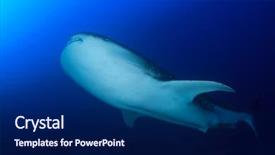  Presentation with whale - Slide set consisting of whale shark with remora fish background and a  colored foreground