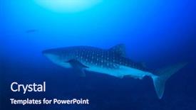  Presentation with whale - Beautiful slide deck featuring whale shark with remora fish backdrop and a  colored foreground