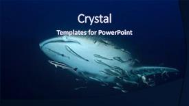  Presentation with whale - PPT theme with whale shark with remora fish background and a  colored foreground