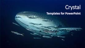  Presentation with whale - Colorful slide set enhanced with whale shark with remora fish backdrop and a  colored foreground