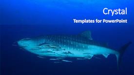  Presentation with whale - Audience pleasing PPT theme consisting of whale shark with remora fish backdrop and a  colored foreground