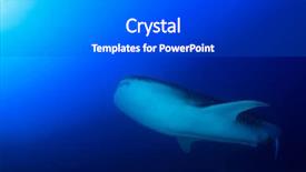  Presentation with whale - Slide set featuring whale shark with remora fish background and a  colored foreground