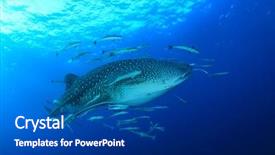  Presentation with shark - Beautiful slides featuring world's largest fish backdrop and a ocean colored foreground