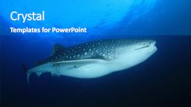  Presentation with whale - Audience pleasing presentation design consisting of whale shark young female whaleshark backdrop and a gray colored foreground