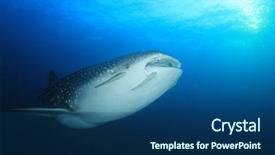  Presentation with whale - Cool new PPT layouts with whale shark young female whaleshark backdrop and a ocean colored foreground