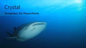  Presentation with whale - Slide deck enhanced with whale shark young female whaleshark background and a light gray colored foreground