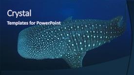  Presentation with whale - Amazing PPT theme having whale shark young female whaleshark backdrop and a ocean colored foreground