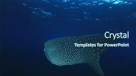  Presentation with whale - Slide set consisting of whale shark young female whaleshark background and a navy blue colored foreground