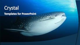  Presentation with whale - Beautiful slide deck featuring whale shark young female whaleshark backdrop and a ocean colored foreground