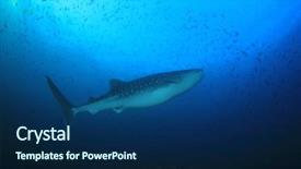  Presentation with whale - PPT theme with whale shark young female whaleshark background and a navy blue colored foreground