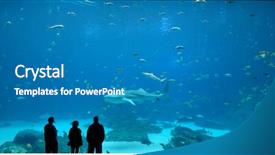  Presentation with whale - Presentation theme with whale shark background and a teal colored foreground