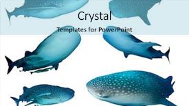  Presentation with whale - PPT theme featuring whale sharks isolated on white background and a light blue colored foreground